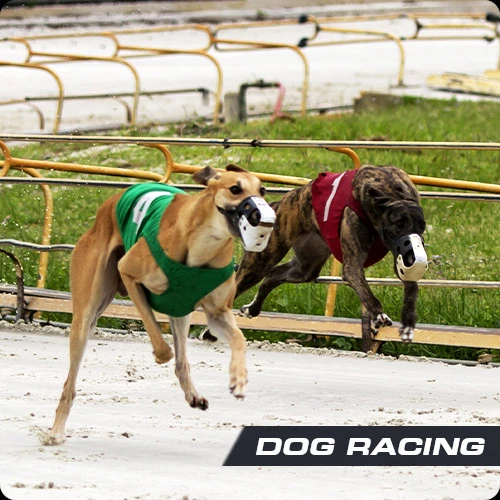 Dog racing